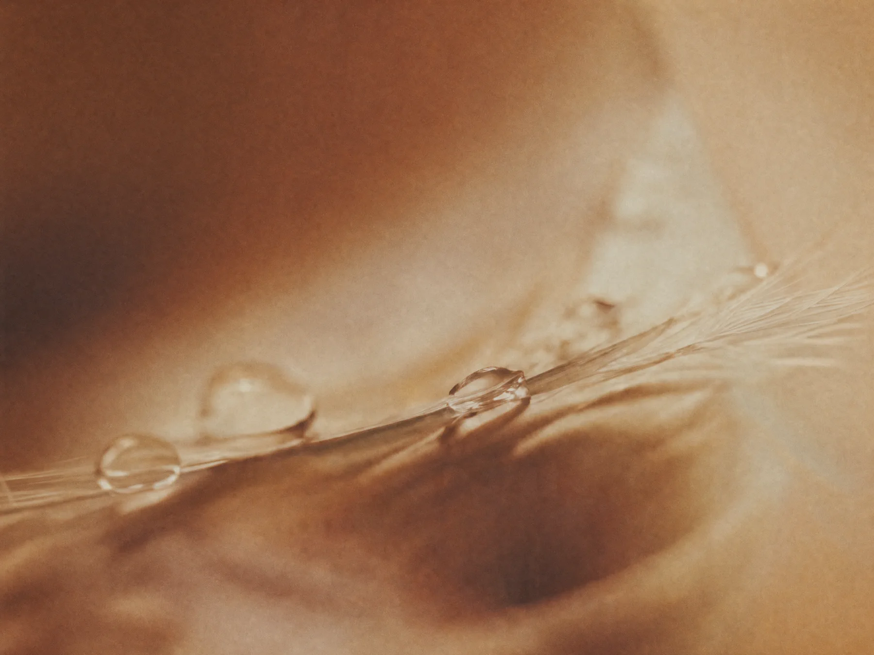 Champagne-toned droplets tracing a fine material ridge