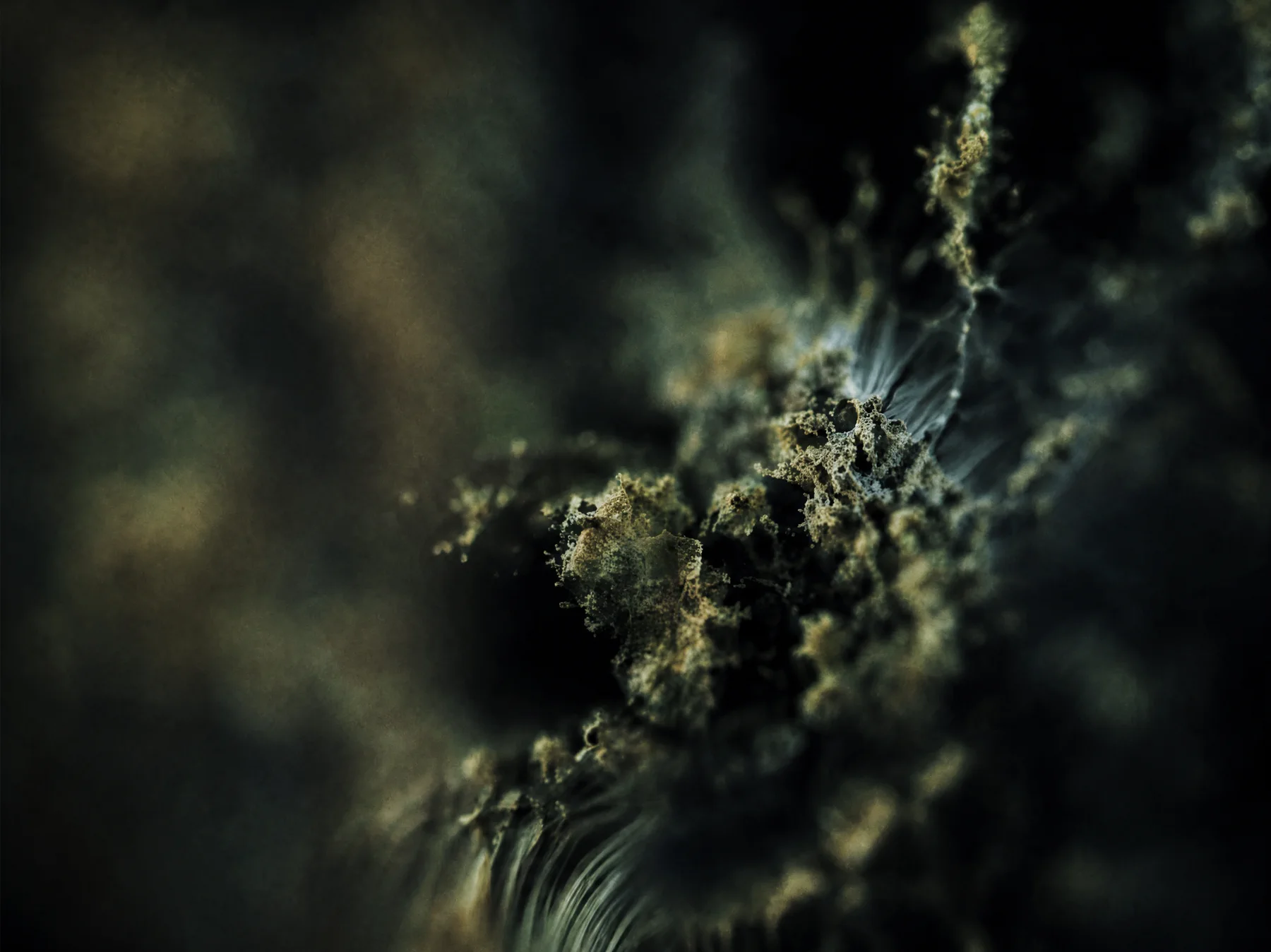 A dark moss filament structure growing through a soft material field